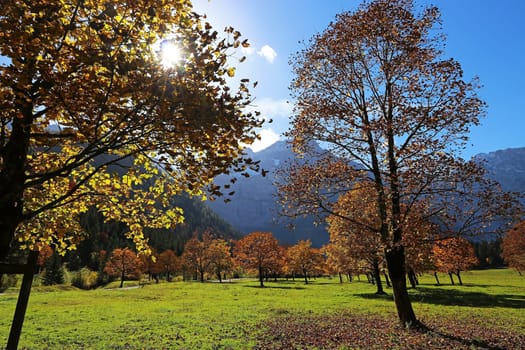 Maple trees in autumn backlit by the sun. The Great Maple Ground in Austria