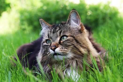 A Norwegian Forest Cat lying relaxed in the grass