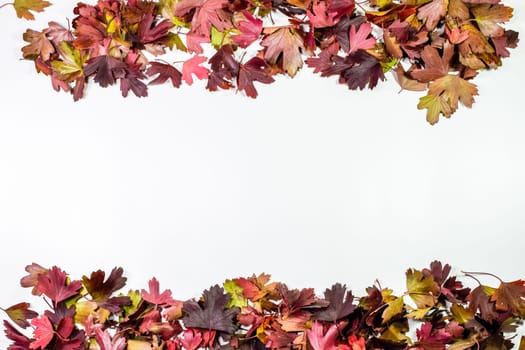 Autumn leaves of golden currant on a white background. copyspace of autumn leaves.