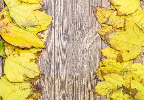 Autumn yellow maple leaves on a wooden background. copyspace of autumn leaves.