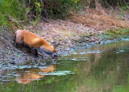 Young red fox drinking from stream