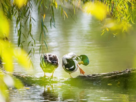 A pair of Mallard ducks resting motionless on a tree trunk