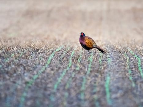 Pheasant wandering on an agricultural field