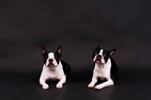 Two boston terrier dog posing in a studio, white and dark background