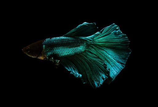 Siamese fighting fish or Betta splendens fish, popular aquarium fish in Thailand. Turquoise half moon tail betta fighting fish motion isolated on black background