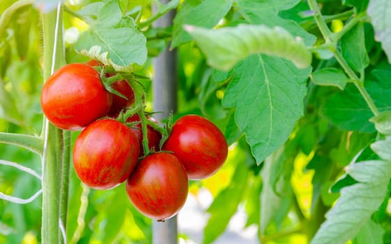 Fresh bunch of red zebra tomatoes on the plant in greenhouse garden