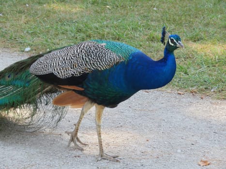 beautiful peacock of fantastic bright colors of long feathers
