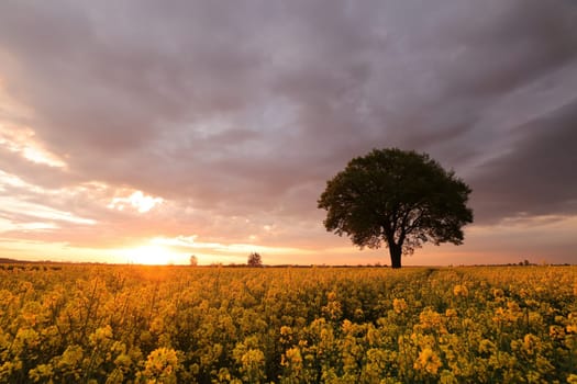 Oak tree in blooming rapeseed field at sunrise