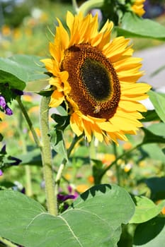 Sunflower on a hot summer day