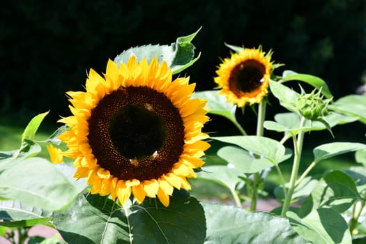 Sunflower on a hot summer day