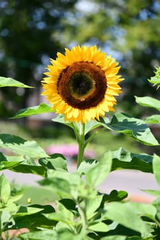 Sunflower on a hot summer day