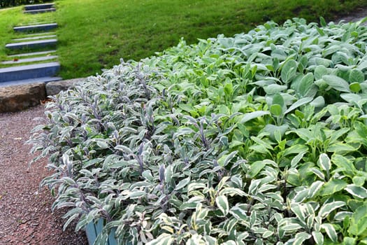 Sage plants in the garden.