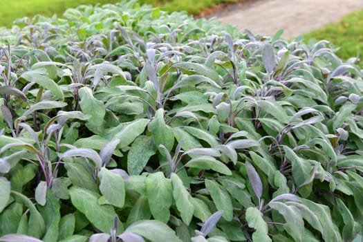 Sage plants in the garden.