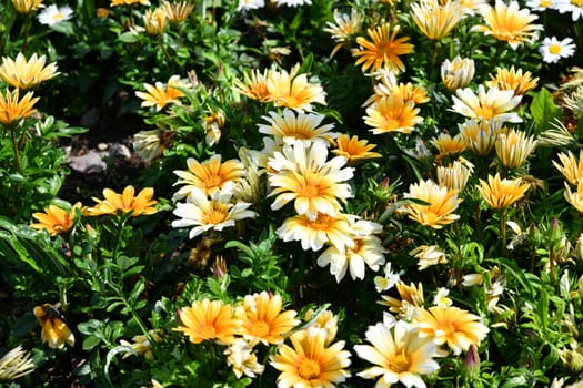 Gazania with open flowers at midday
