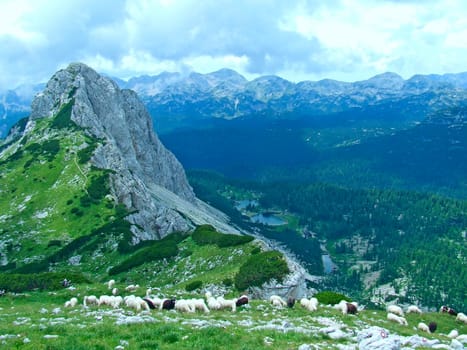 Flock of sheep grazing on hill in countryside. Farm animals graze in mountains. White sheep in the highlands. Mountain landscape with sheep. Domestic animals in countryside