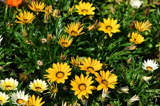 Gazania with open flowers at midday