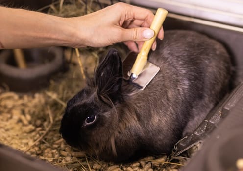 Black little rabbit is shedding. Girl combs his fur with special comb. Care of pets