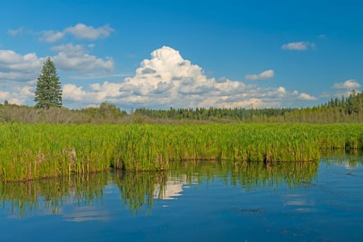 Cumulonimbus Cloud Behind a Wetland Marsh on Ominnik Marsh in Riding Mountain National Park