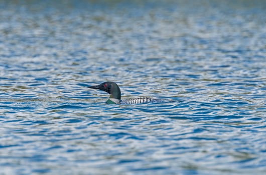 Colorful Loon on a Remote Katherine Lake in Riding Mountain National Park in Manitoba