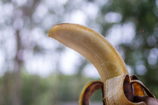 Rotten banana with hand holding on blurred bokeh nature background