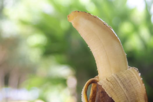 Rotten banana on blurred bokeh nature background