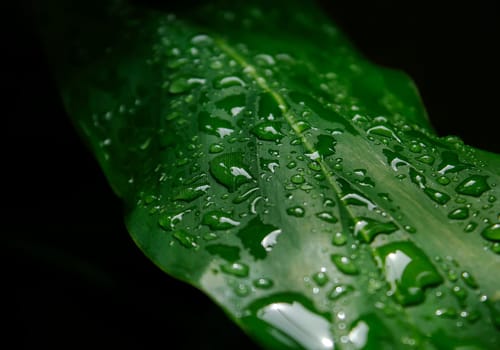 Green leaf with bubble drop water on leaves dark blurred background