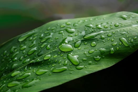 Green leaf with bubble drop water on leaves dark blurred background