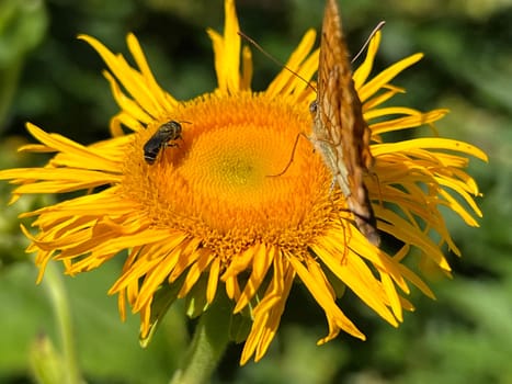 Alant,Inula Helenium,is a perennial with yellow flowers. It is an important medicinal plant and is also used in medicine. Alant,Inula Helenium,is a perennial with yellow flowers. It is an important medicinal plant and is also used in medicine.