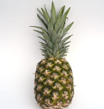 Pineapple,comosus sativus is a tasty sued fruit and is considered a berry. Pineapple,comosus sativus is a tasty fresh fruit and is considered a berry.