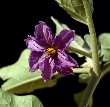 Aubergine,Solanum melongena,also known as eggplant,is a vegetable and medicinal plant. Eggplant,Solanum melongena,also called egg fruit,is a vegetable and medicinal plant.