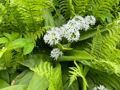 Baerlauch is an important wild herb and medicinal plant that has a garlic scent with white flowers. It has several poisonous binaries,such as valley bucks,autumn crocuses,arum sticks. wild garlic is an important herb and medicinal plant that has a garlic scent with white flowers. It has several poisonous doppelgangers,(double runner) such as lily of the valley,autumn crocus and arum.