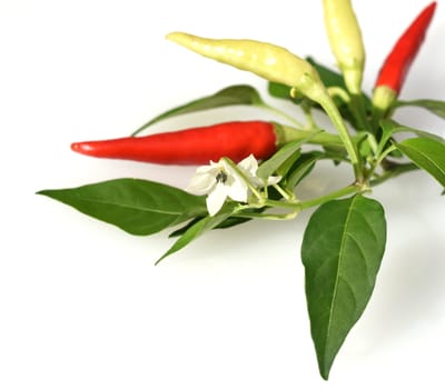 Chili pepperoni is a hot herb plant and is used in the kitchen for seasoning. Chili pepperoni is a hot herb plant and is used in the kitchen for seasoning.