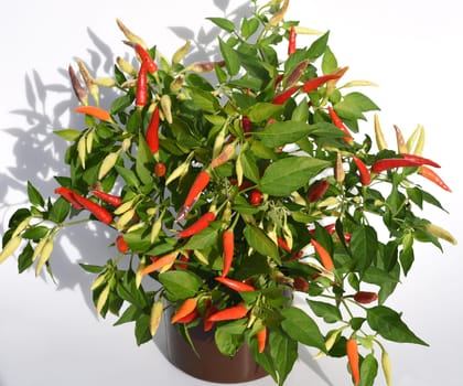 Chili pepperoni is a hot herb plant and is used in the kitchen for seasoning. Chili pepperoni is a hot herb plant and is used in the kitchen for seasoning.