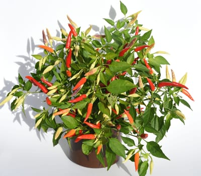 Chili pepperoni is a hot herb plant and is used in the kitchen for seasoning. Chili pepperoni is a hot herb plant and is used in the kitchen for seasoning.