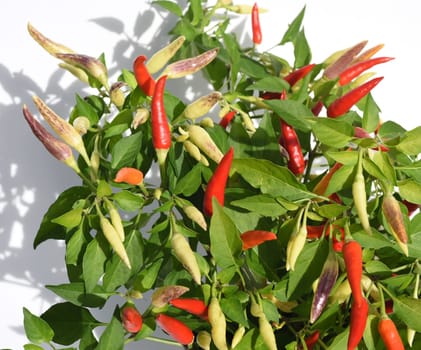 Chili pepperoni is a hot herb plant and is used in the kitchen for seasoning. Chili pepperoni is a hot herb plant and is used in the kitchen for seasoning.