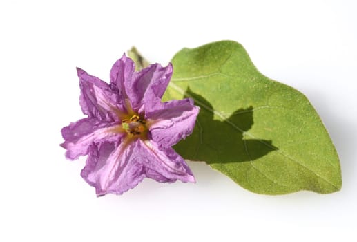 Eggplant,Solanum melongena,also called egg fruit,is a vegetable and medicinal plant. Eggplant,Solanum melongena,also called egg fruit,is a vegetable and medicinal plant.