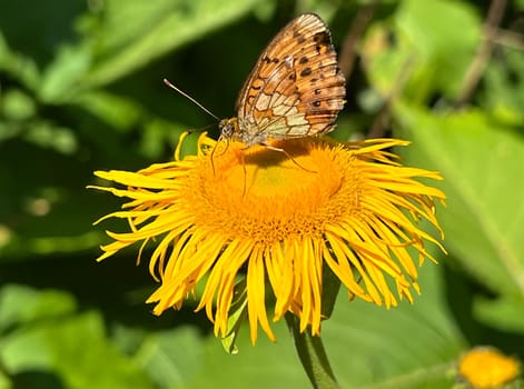 Alant,Inula Helenium,is a perennial with yellow flowers. It is an important medicinal plant and is also used in medicine. Alant,Inula Helenium,is a perennial with yellow flowers. It is an important medicinal plant and is also used in medicine.,Maedesuess's mother-of-pearl butterfly,Brenthis ino