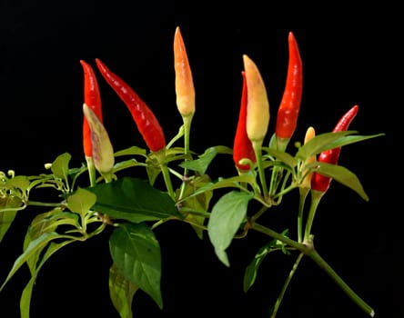Chili pepperoni is a hot herb plant and is used in the kitchen for seasoning. Chili pepperoni is a hot herb plant and is used in the kitchen for seasoning.