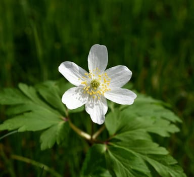 Anemone,nemorosa,is an important medicinal and medicinal plant with white flowers. Anemone,nemorosa,is an important medicinal and medicinal plant with white flowers.