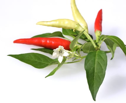 Chili pepperoni is a hot herb plant and is used in the kitchen for seasoning. Chili pepperoni is a hot herb plant and is used in the kitchen for seasoning.