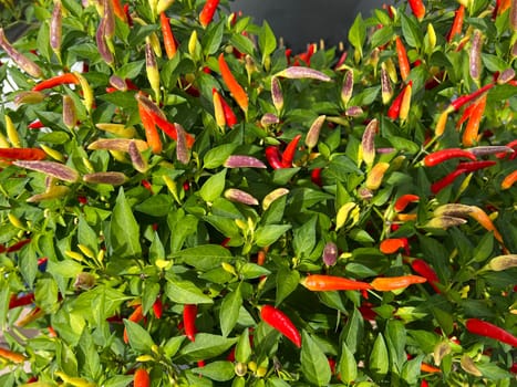Chili pepperoni is a hot herb plant and is used in the kitchen for seasoning. Chili pepperoni is a hot herb plant and is used in the kitchen for seasoning.