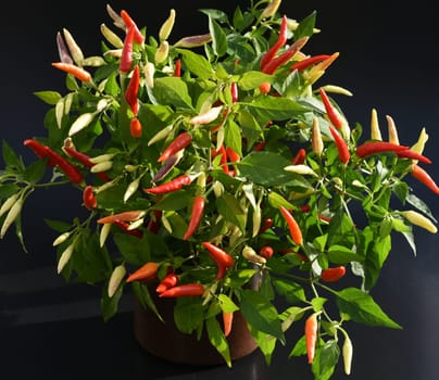 Chili pepperoni is a hot herb plant and is used in the kitchen for seasoning. Chili pepperoni is a hot herb plant and is used in the kitchen for seasoning.