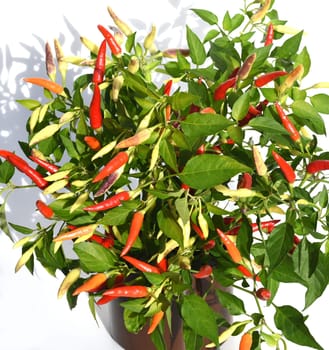 Chili pepperoni is a hot herb plant and is used in the kitchen for seasoning. Chili pepperoni is a hot herb plant and is used in the kitchen for seasoning.
