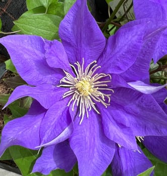 Clematis,The President,clematis hybrid,is a beautiful climbing plant with blue,flowers. Clematis,The President,Clematis Hybrid,is a beautiful climber with blue,flowers.