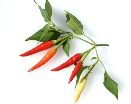Chili pepperoni is a hot herb plant and is used in the kitchen for seasoning. Chili pepperoni is a hot herb plant and is used in the kitchen for seasoning.