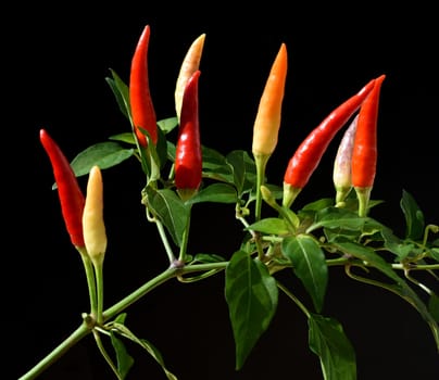 Chili pepperoni is a hot herb plant and is used in the kitchen for seasoning. Chili pepperoni is a hot herb plant and is used in the kitchen for seasoning.