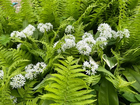 Baerlauch is an important wild herb and medicinal plant that has a garlic scent with white flowers. It has several poisonous binaries,such as valley bucks,autumn crocuses,arum sticks. wild garlic is an important herb and medicinal plant that has a garlic scent with white flowers. It has several poisonous doppelgangers,(double runner) such as lily of the valley,autumn crocus and arum.