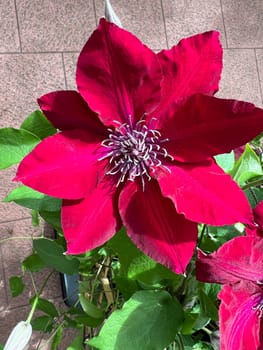 Clematis,Boulevard,clematis hybrid,is a beautiful climbing plant with red flowers. Clematis,Boulevard,Clematis Hybrid,is a beautiful climber with red flowers.