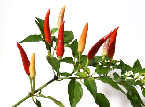 Chili pepperoni is a hot herb plant and is used in the kitchen for seasoning. Chili pepperoni is a hot herb plant and is used in the kitchen for seasoning.