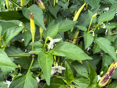 Chili pepperoni is a hot herb plant and is used in the kitchen for seasoning. Chili pepperoni is a hot herb plant and is used in the kitchen for seasoning.